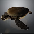 Brown Sea Turtle With Detailed Textured Shell And Lifelike Natural Appearance