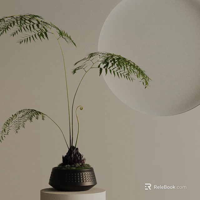 Elegant Bonsai Plant With Slender Fern Foliage In Stylish Pot For Interior Decoration 3d model 