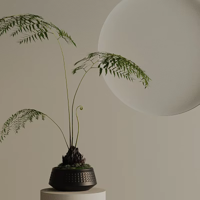 Elegant Bonsai Plant With Slender Fern Foliage In Stylish Pot For Interior Decoration 3d model