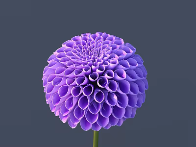 Beautiful Purple Globular Dahlia with Soft Layered Petals Against Gray Background 3d model