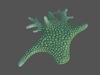 Green Starfish Aquatic Animal With Small Dots On Surface And Multiple Arms 3d model