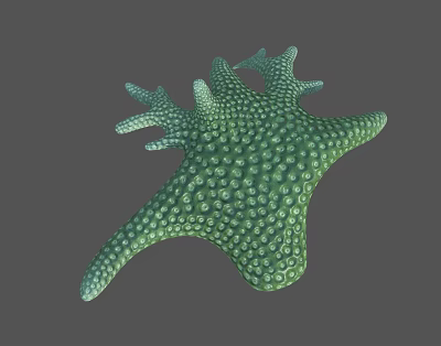 Green Starfish Aquatic Animal With Small Dots On Surface And Multiple Arms 3d model Green Starfish Aquatic Animal With Small Dots On Surface And Multiple Arms 3d model