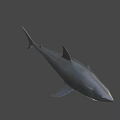 Detailed Realistic Grey Shark Model With Open Mouth And Sharp Teeth