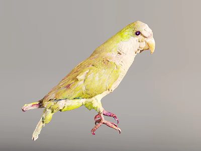 Modern Bird Parrot Animal Specimen 3d model