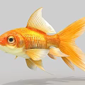 Goldfish Fish Realistic Fish 3d model