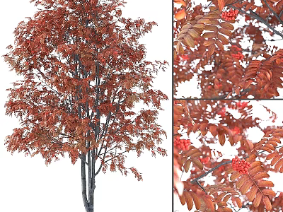 Ornamental Garden Tree With Vibrant Red Leaves And Clusters Of Red Berries 3d model