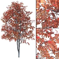 Ornamental Garden Tree With Vibrant Red Leaves And Clusters Of Red Berries