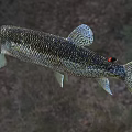 Realistic Pike Fish Model With Long Slender Body And Sharp Teeth On Outdoor Grassy Path