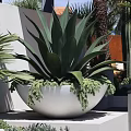 Leafy Green Succulent Potted Plant In White Ceramic Bowl With Decorative Plants