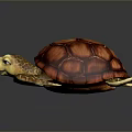 Colorful Sea Turtle With Textured Red Shell And Yellow Patterned Limbs On Dark Background