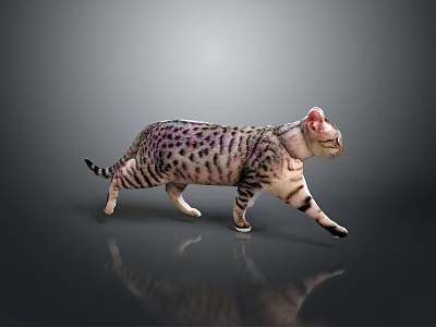 Cat With Purple Black Spotted Stripes Walking On Gray Background With Reflection 3d model