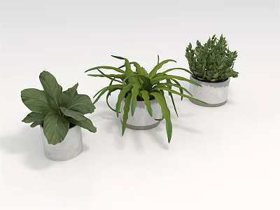 Three Potted Plants in Silver Metal Pots with Green Leaves on White Background 3d model