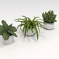 Three Potted Plants in Silver Metal Pots with Green Leaves on White Background