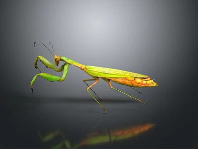 Green and Orange Praying Mantis with Reflective Surface on Dark Background 3d model