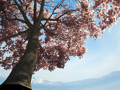 Tall Arbor With Pink Blossoms Under Blue Sky And Snowy Mountains 3d model