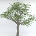 Tall Arbor With Thick Trunk And Lush Green Foliage Structure 3d model