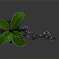 Purple Orchid Plant With Green Leaves And Purple Flowers In Blue Perforated Pot