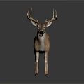 Spotted Deer With Large Antlers Standing On Gray Background With Reflection