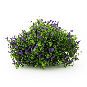 Purple Flowering Shrubs Landscape Shrubs Outdoor Plants 3d model