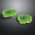 Two Vibrant Green Lotus Leaves Displayed Against Dark Background With Natural Texture