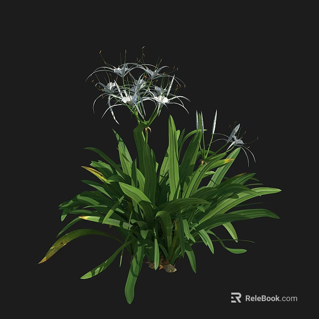 White Flowers With Slender Petals And Long Green Leaves In Garden 3d model 