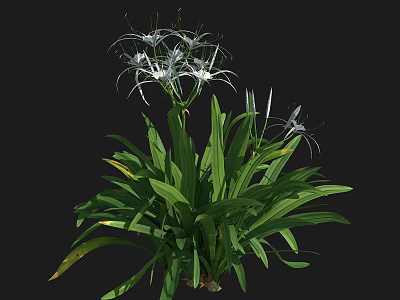 White Flowers With Slender Petals And Long Green Leaves In Garden 3d model