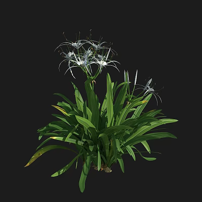 White Flowers With Slender Petals And Long Green Leaves In Garden 3d model