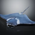 Stunning Manta Ray With Blue And White Body Displaying Graceful Swimming Posture And Reflection