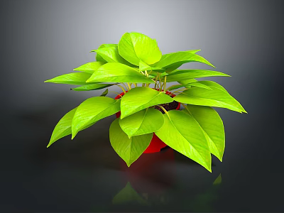Lush Green Potted Plant With Red Pot On Dark Reflective Surface 3d model