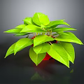 Lush Green Potted Plant With Red Pot On Dark Reflective Surface
