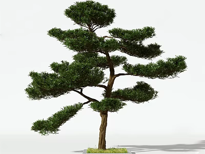 Elegant Green Pine Tree With Graceful Branches And Lush Foliage On White Background 3d model