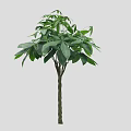 Single Healthy Arbor Tree With Lush Green Leaves And Sturdy Woody Trunk