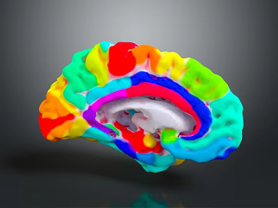 Medical Device With Colorful 3D Brain Model For Neuroscience Imaging Visualization 3d model