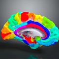 Medical Device With Colorful 3D Brain Model For Neuroscience Imaging Visualization