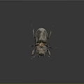 Flying Rhinoceros Beetle With Horned Head Shiny Dark Shell On Gray Background
