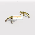 Two Green Yellow Frogs Standing On White Background With Natural Postures