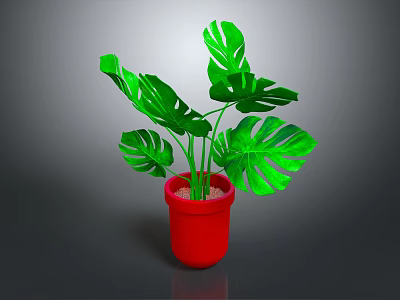 Lush Green Monstera Plant With Large Leaves In Red Pot On Gray Background 3d model
