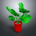 Lush Green Monstera Plant With Large Leaves In Red Pot On Gray Background