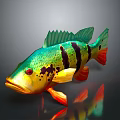 Colorful Aquatic Fish With Green Body Black Stripes Red Fins Eyes On Gray Background Reflection
