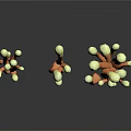 Coral Shaped Plants With Orange Stems And White Yellow Tips On White Background