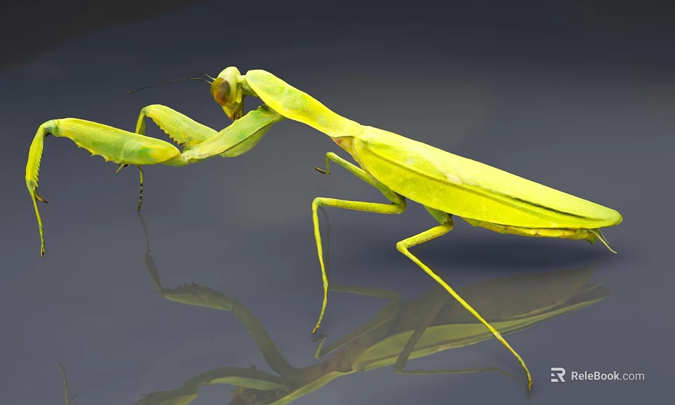 Green Praying Mantis In Predatory Pose With Long Legs On Reflective Surface 3d model 
