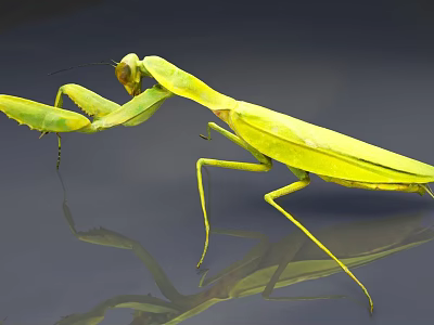 Green Praying Mantis In Predatory Pose With Long Legs On Reflective Surface 3d model