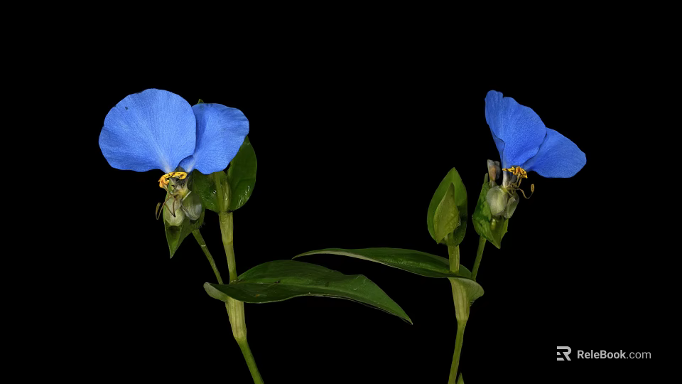 Vibrant Blue Flower With Two Blue Petals And Green Leaves On Black Background 3d model 