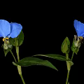 Vibrant Blue Flower With Two Blue Petals And Green Leaves On Black Background