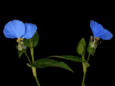 Vibrant Blue Flower With Two Blue Petals And Green Leaves On Black Background 3d model
