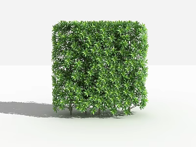Neatly Trimmed Cubic Green Shrub Against White Background For Garden Landscaping 3d model