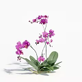Elegant Decorative Vase With Purple Orchid Flowers And Fresh Green Leaves