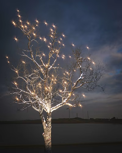 Tall Tree Adorned With Bright String Lights Against Dark Night Sky 3d model