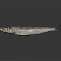 Whole Fresh Fish With Yellow Eye And Silver Gray Striped Body On Dark Background