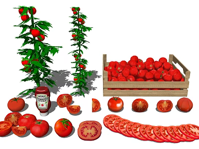 Fresh Ripe Tomatoes with Growing Plants in Wooden Crate and Sliced Pieces alongside Ketchup Bottle 3d model